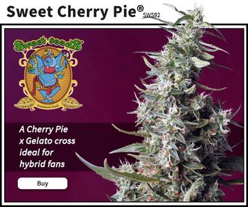 Sweet Seeds - Sweet Cherry Pie