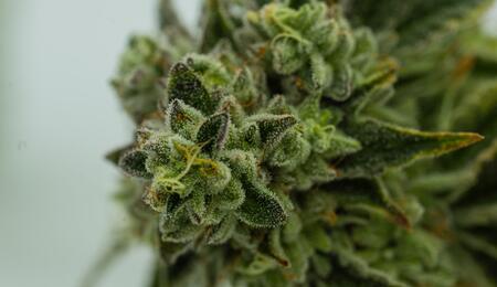 Tips para cultivar cannabis en interior.