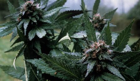 Reproducir rasgos dominantes en la crianza del cannabis