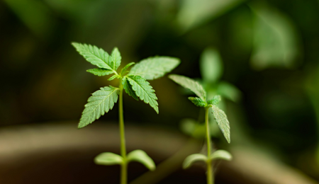 El cannabis y la longevidad