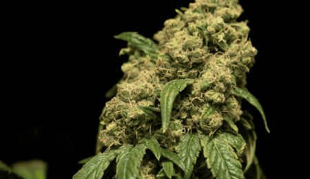 10 Reasons Why Your Autos Are Stunted and Small Plants