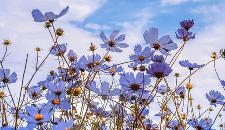 blue spring flowers in nature, cannabis spring activities