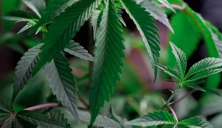 Unlock high-level genetics with our top 10 tips for breeding cannabis. Master selection criteria, backcrossing, tracking phenotypes, and pollen isolation.