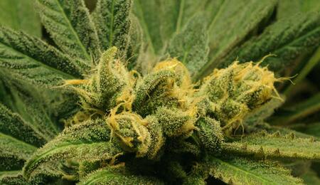 Government-sponsored study destroys DEA's classification of marijuana