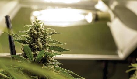 Indoor vs. Outdoor Cannabis Growing: 3 Key Differences