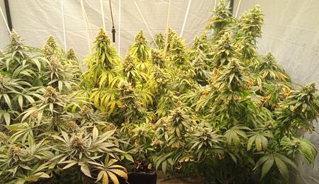 How Cannabis Plants Express Themselves - Plant Characteristics and Traits