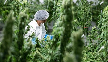 Plantas de marihuana medicinal floreciendo bajo focos en la planta de cultivo de Emmeloord