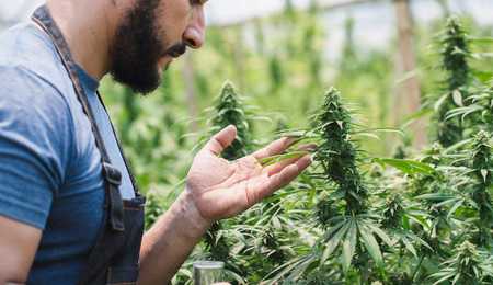 Los clubes de cannabis de Barcelona se ven amenazados