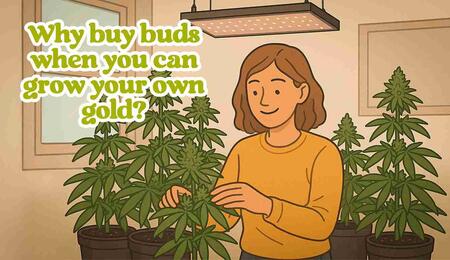 How to grow cannabis at home?