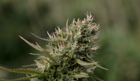 Sweet Seeds los mejores cruces, también rojos. Foto: Red Strawberry Banana Auto (SWS90)