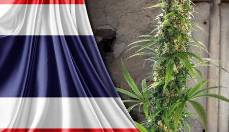 Thailandia e Marijuana