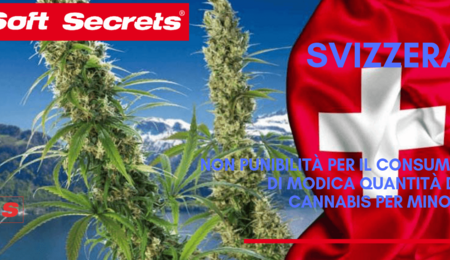 Cannabis e Svizzera