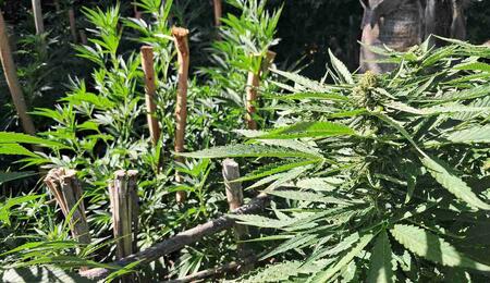 Expert tips for South African cannabis growers during flowering season. Learn how to manage wind, pests, and humidity from the Cape to the North