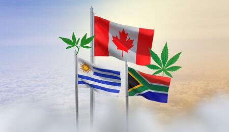  Avance de la Industria del Cannabis Medicinal en Uruguay, Canadá y Sudáfrica