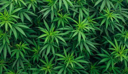 Polizeianwärter wegen Cannabis raus