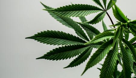 Pat Robertson: Marijuana ‘Absolutely' Should Be Legalized