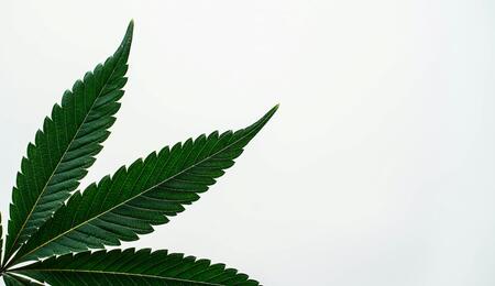 La-DEA-recomienda-la-reclasificación-del-cannabis
