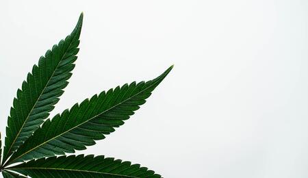 San Fran Dem Party to Obama: End Crackdown on Medical Marijuana