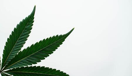 Se soigner avec du cannabis
