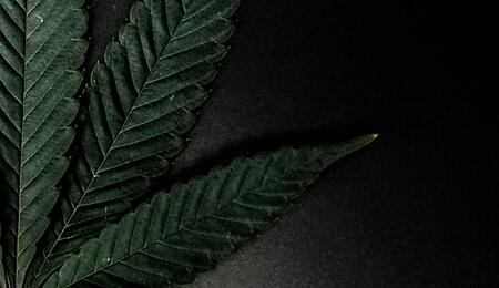 Südafrika legalisiert Cannabis für Eigenbedarf