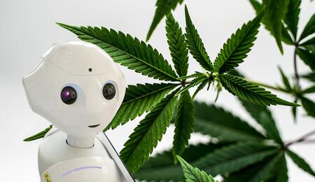IA e coltivazione di cannabis: uno sforzo congiunto