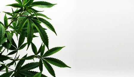THC e CBD: come si è evoluta la pianta di cannabis secondo la scienza