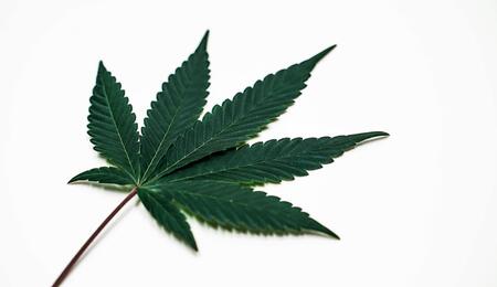 Hoja de marihuana