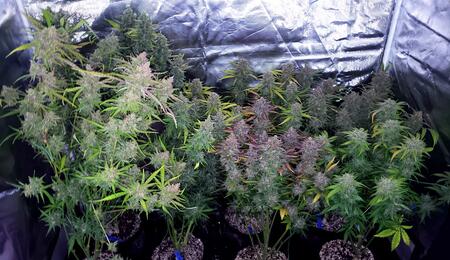 Medical cannabis growers. Auto or photoperiod genetics?