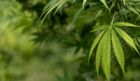 La química del aroma en la marihuana