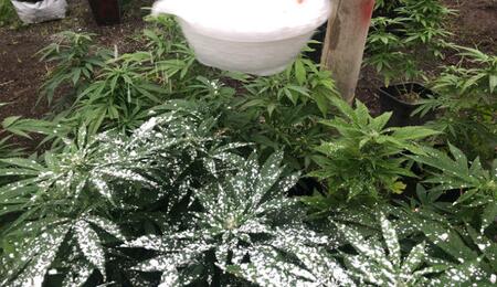 Planta de marihuana espolvoreada con tierra de diatomeas.