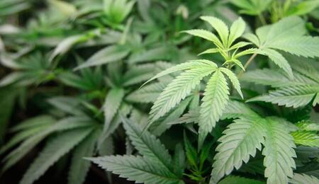 Umfrage: Welche Cannabissorten wirken wie?