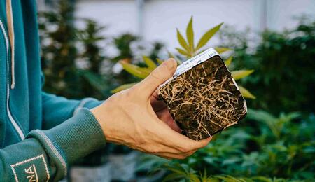 Gezonde wortels: de basis voor een maximale oogst