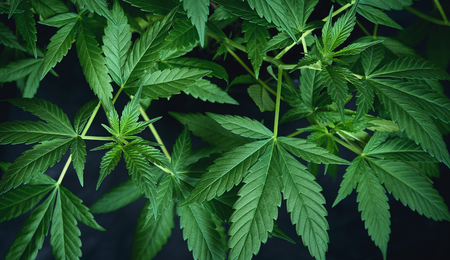 Quando la marijuana aiuta a combattere dolore e pregiudizio