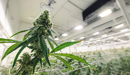 Cannabis - Als Medizin akzeptiert, als Genussmittel verpönt 