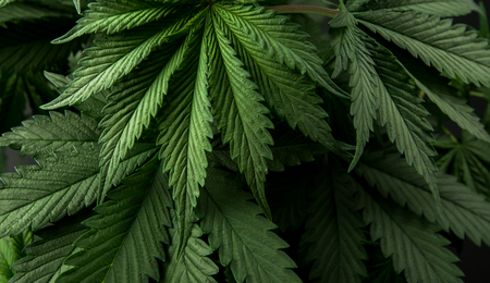 Livraison gratuite de graines de cannabis