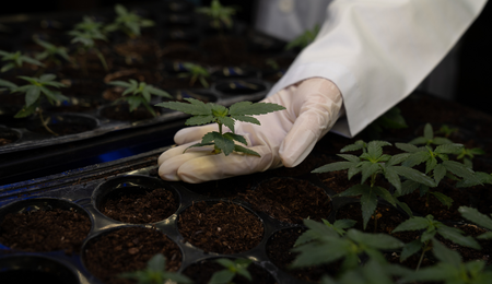 Carlos Laje de la Clínica de Marihuana Argentina, Córdoba. 