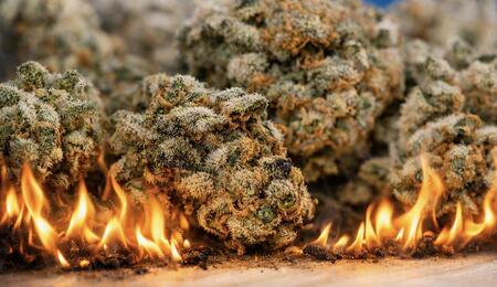 632 Kilo Medizinalcannabis vernichtet