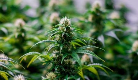 Cannabis-irland-process