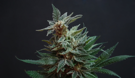 Espectro UV en la marihuana: Relevancia, factores relevantes y precauciones.