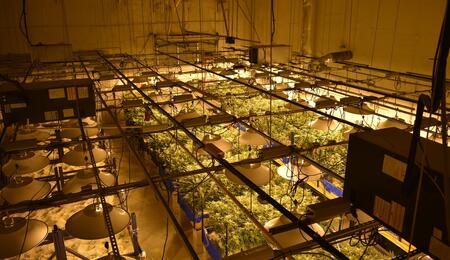 7 Quick Tips for Setting Your Cannabis Grow Lights