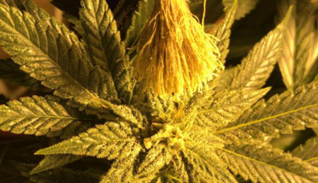 Ale de Trip Seeds enseña a manejar machos de cannabis y polinizar hembras.