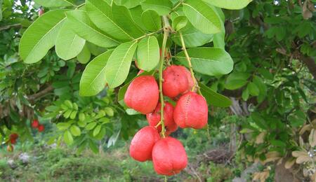  L’Ackee : de l’Afrique aux Caraïbes, histoire d’un fruit apprivoisé