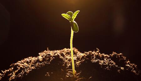 Super Soil, la nueva revolución en el cultivo ecológico de cannabis