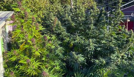 Congo, OG Kush i Lemon Tree. 