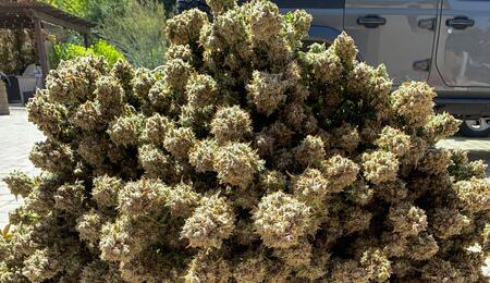 Cogollos de marihuana secos