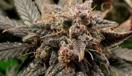 Auto Slush Mint Cake: 4 plantas, 4 análisis de THC