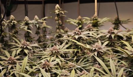 Automatisierung im Growzelt – Lohnt sich das?