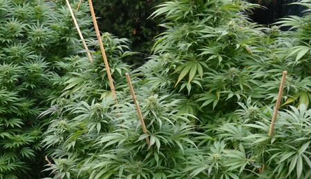 Une plantation outdoor au coeur de l'Auvergne