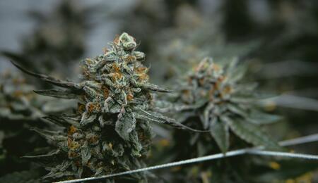 Ácidos húmicos y fúlvicos en el cultivo de cannabis.