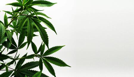 Von der BLE genehmigten Forschungsprojekte drehen sich um Anbau von Nutzhanf sowie Cannabissorten und deren Eigenschaften.